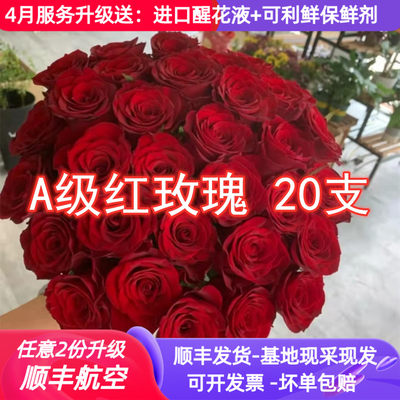 大花红玫瑰鲜花高原红传奇春节