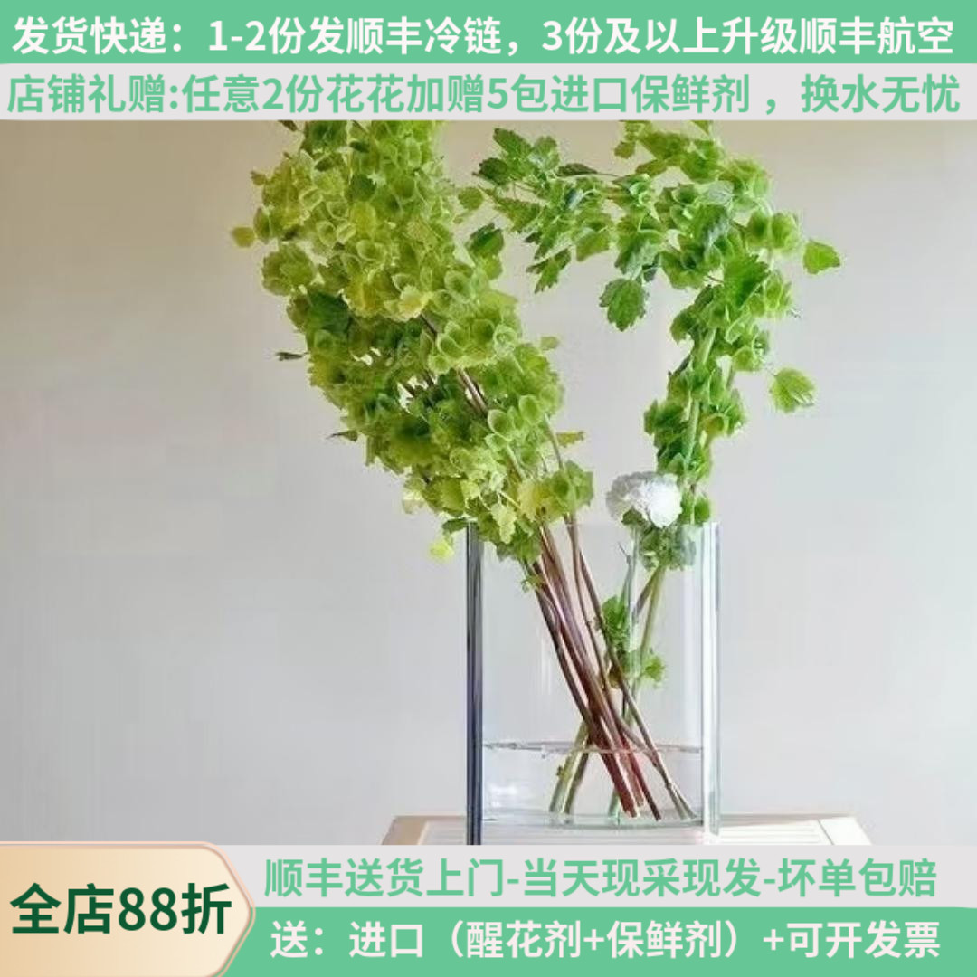 婚礼配叶绿贝壳草顺丰直发
