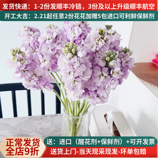 鲜花重瓣紫罗兰切花云南基地直发斗南市场家用水养插花束白粉顺丰