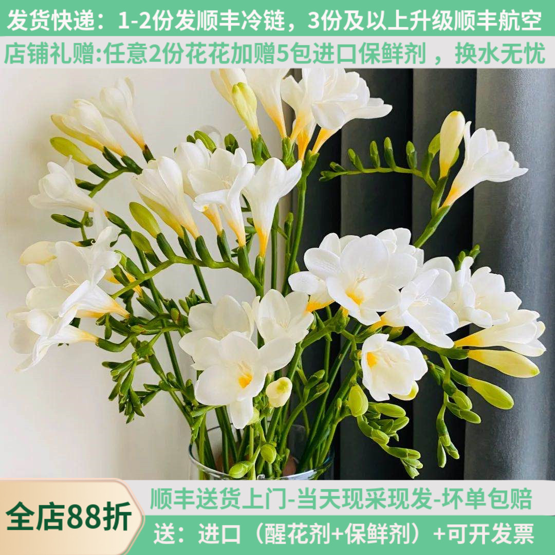 香雪兰鲜切花基地直发