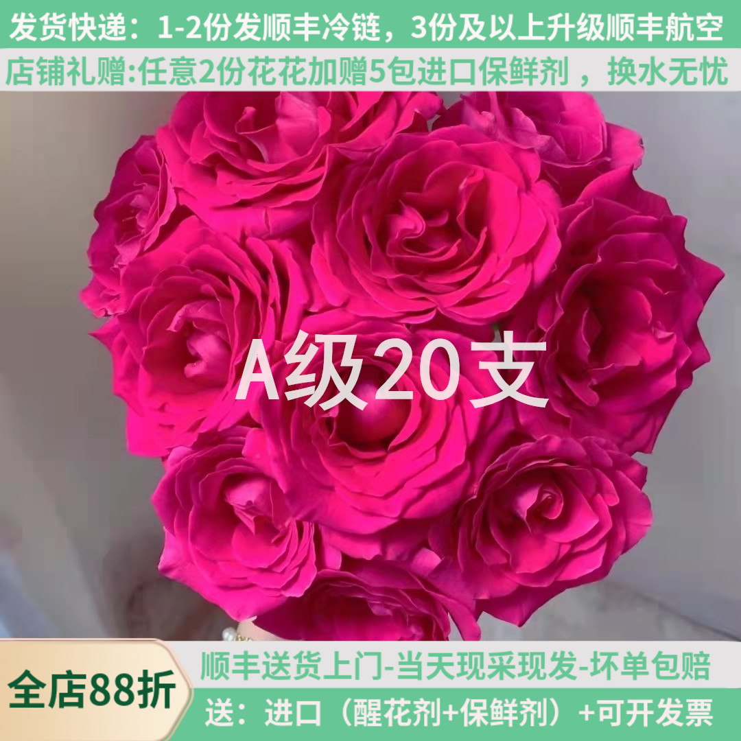 【梦金鹏】A级佛洛依德75-80CM