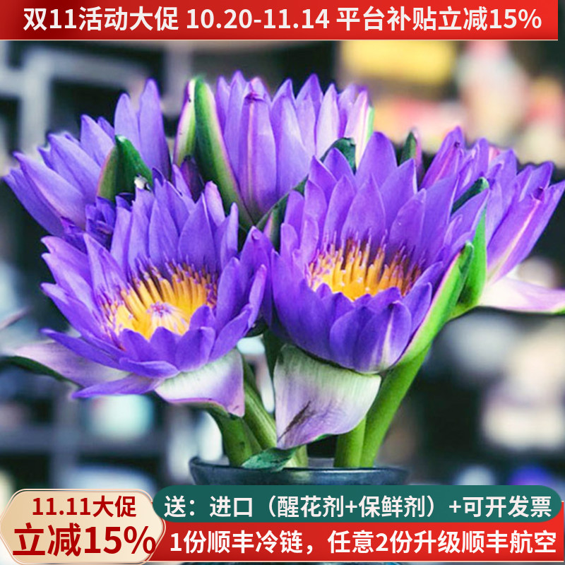 禅意鲜花睡莲紫-粉-黄色基地直发