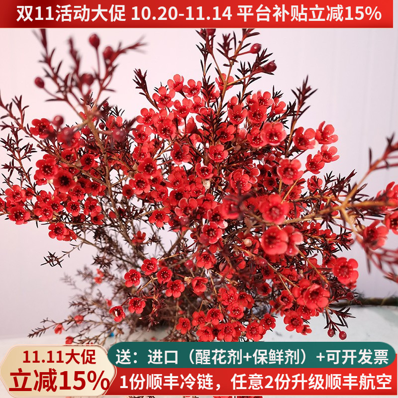 A级澳洲腊梅年宵花顺丰基地直发