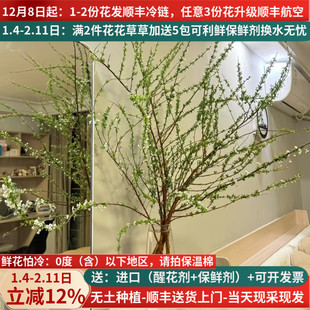 雪柳鲜枝云南鲜花基地直发斗南花卉市场家用插花束真花水养带花苞