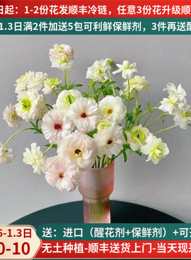 鲜切花珠光蝴蝶洋牡丹毛茛良云南昆明斗南鲜花基地直发水培插花束