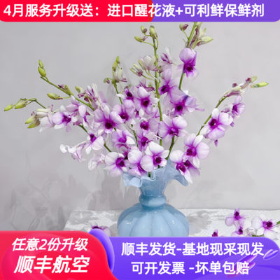 稀有进口洋兰，花期长，顺丰发货