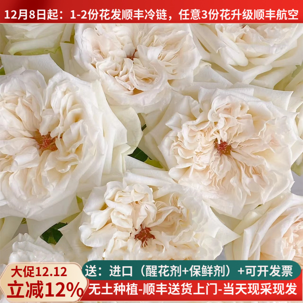 A级白荔枝玫瑰花云南鲜花