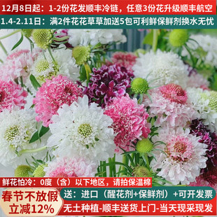 松虫草蓝盆花鲜花家用航空包邮基地直发家用插花水养昆明斗南配花