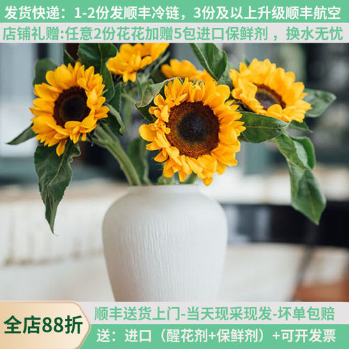 中大花向日葵基地只发当天采摘