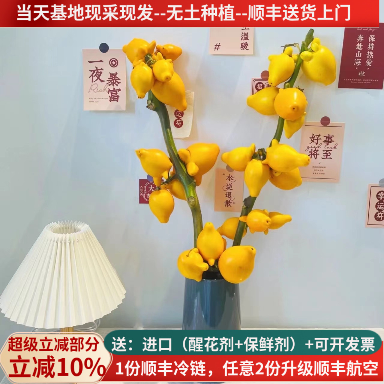 五代同堂黄金果年宵花基地直发