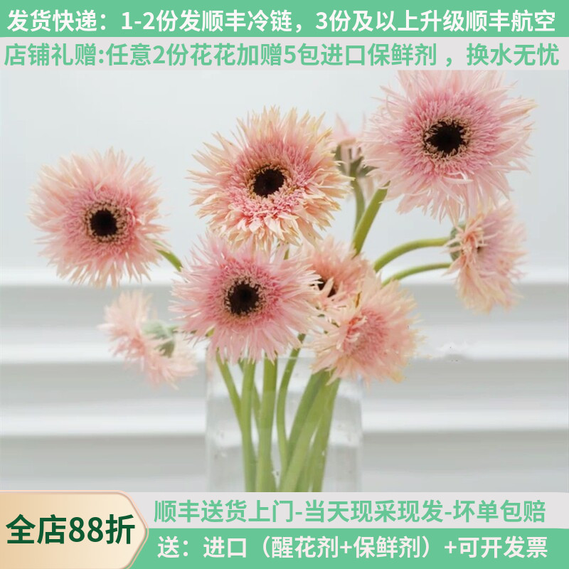 拉丝菊扶郎花弗朗花昆明斗南基地直发包邮航空家用水养鲜花网红花 - 实物图
