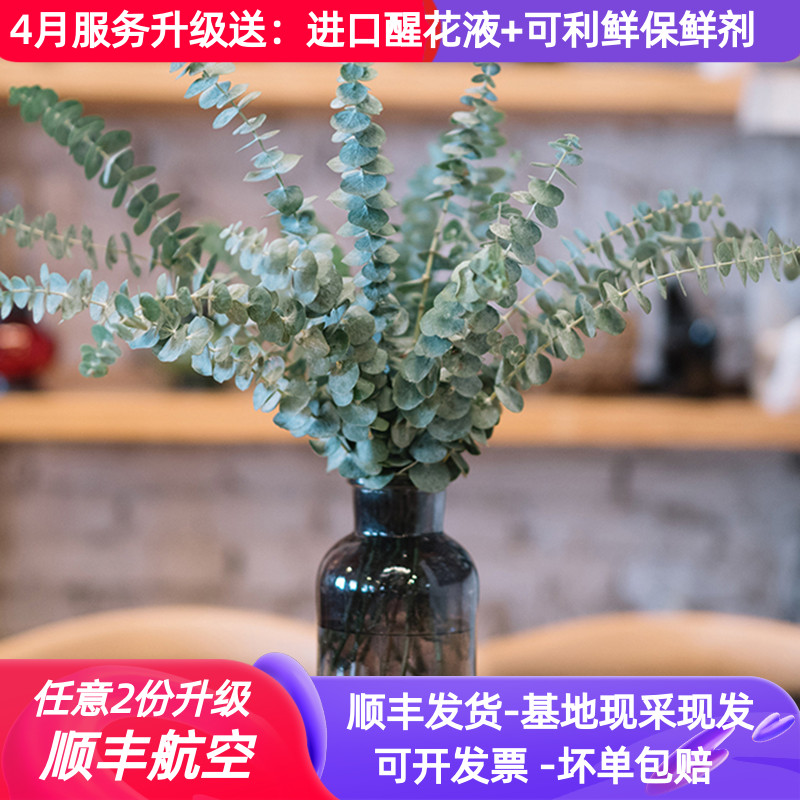 鲜花尤加利叶直批家用发配基地