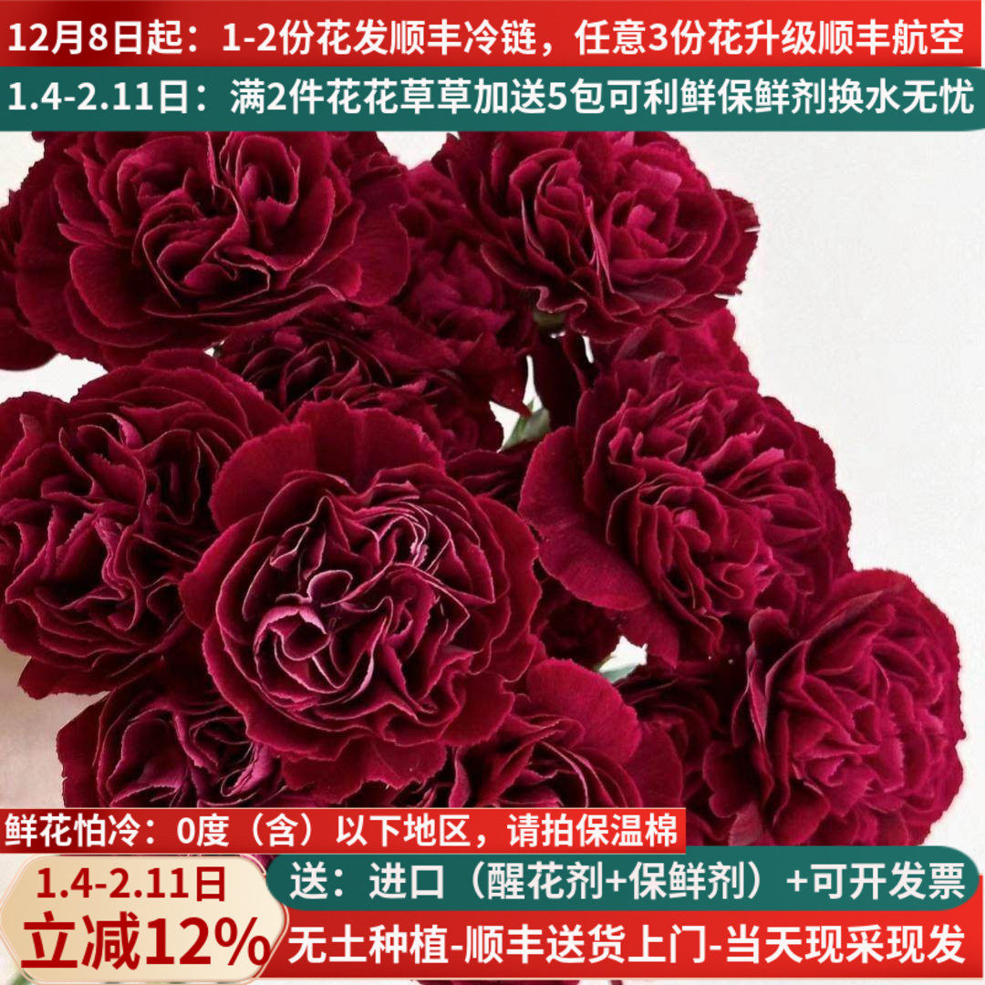 鲜花稀有康乃馨粉水晶繁华红绸云南昆明斗南市场基地直发真花水培,鲜花速递/花卉仿真/绿植园艺,花材,淘宝优惠券,粉丝福利购,淘宝优惠卷