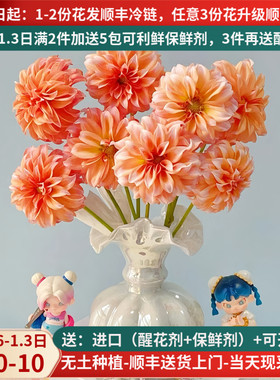 鲜切花稀有大丽花奶油桃子云南昆明斗南鲜花基地直发家用插花水培