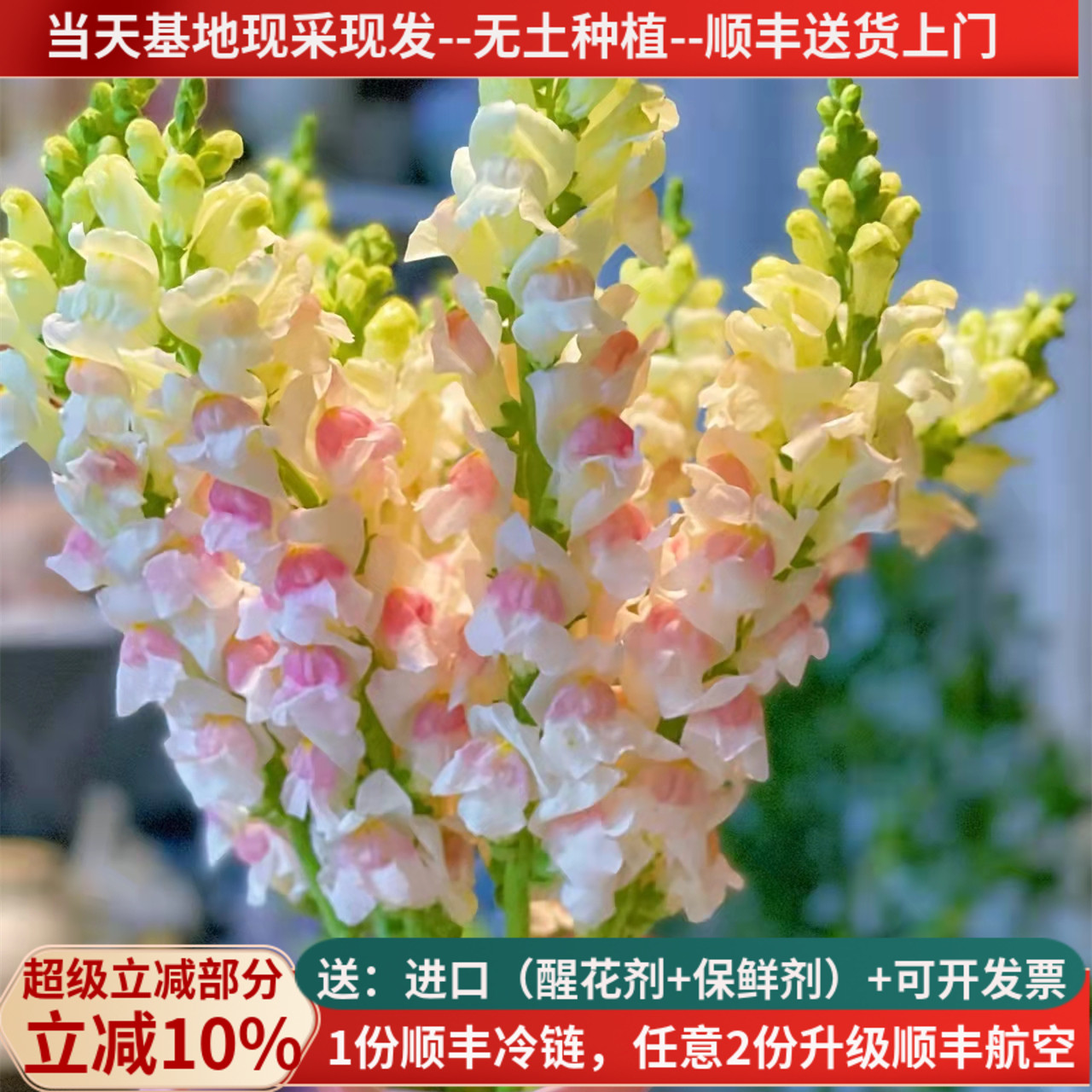 鲜切花金鱼草女神节云南基地直发