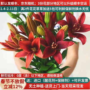 云南鲜花直发红宝石红色母亲节亚百合斗南水养家用婚礼空运鲜切花