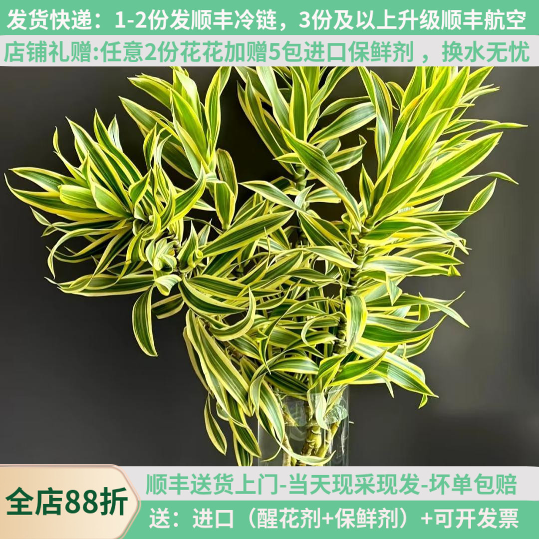 言选日本金边百合竹高端花材