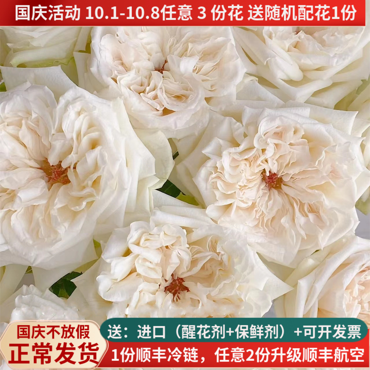 A级白荔枝玫瑰花云南鲜花