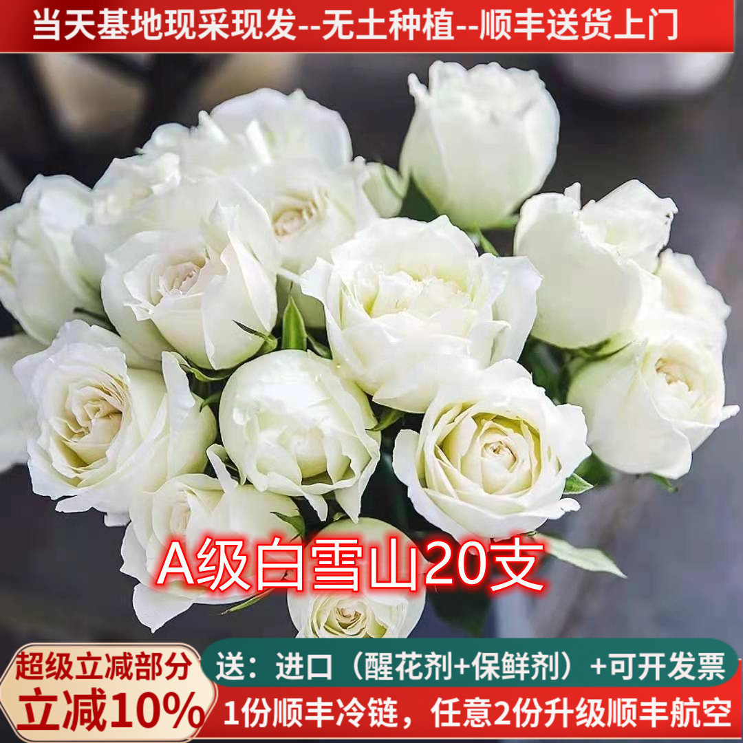 A级白雪山白玫瑰，当天采摘发货