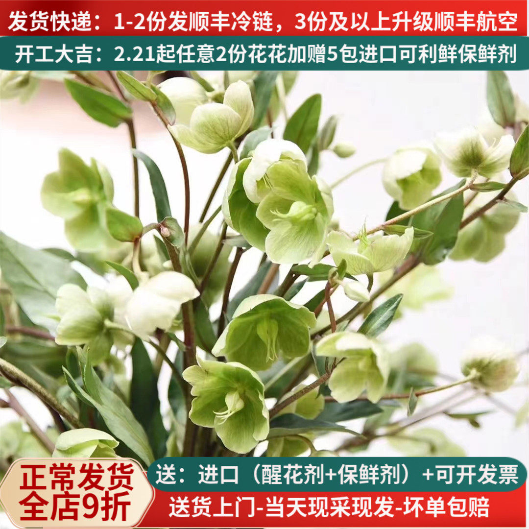 铁筷子兔葵鲜花云南昆明斗南市场基地直发家用水养插花瓶顺丰绿白