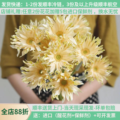 稀有弗朗花多色可选基地直发