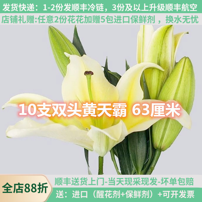 A级香水百合黄天霸10支2头大朵