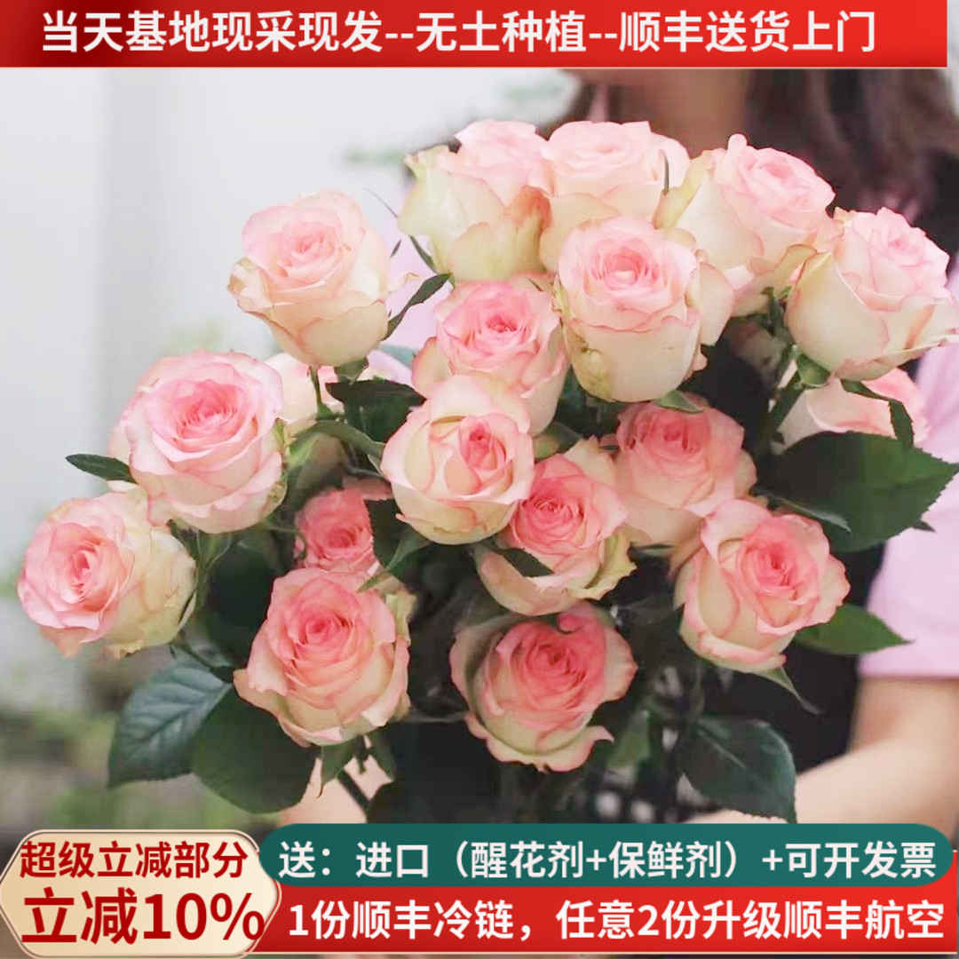 鲜花玫瑰A级爱莎云南基地直发