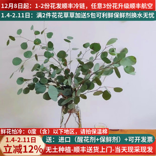 尤加利圆叶苹果叶昆明斗南航空包邮鲜花家用花农基地直发水养插花