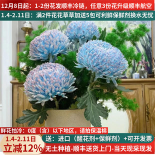 鲜花牡丹菊吸色云南昆明斗南基地市场直发花卉真花室内水培插花束