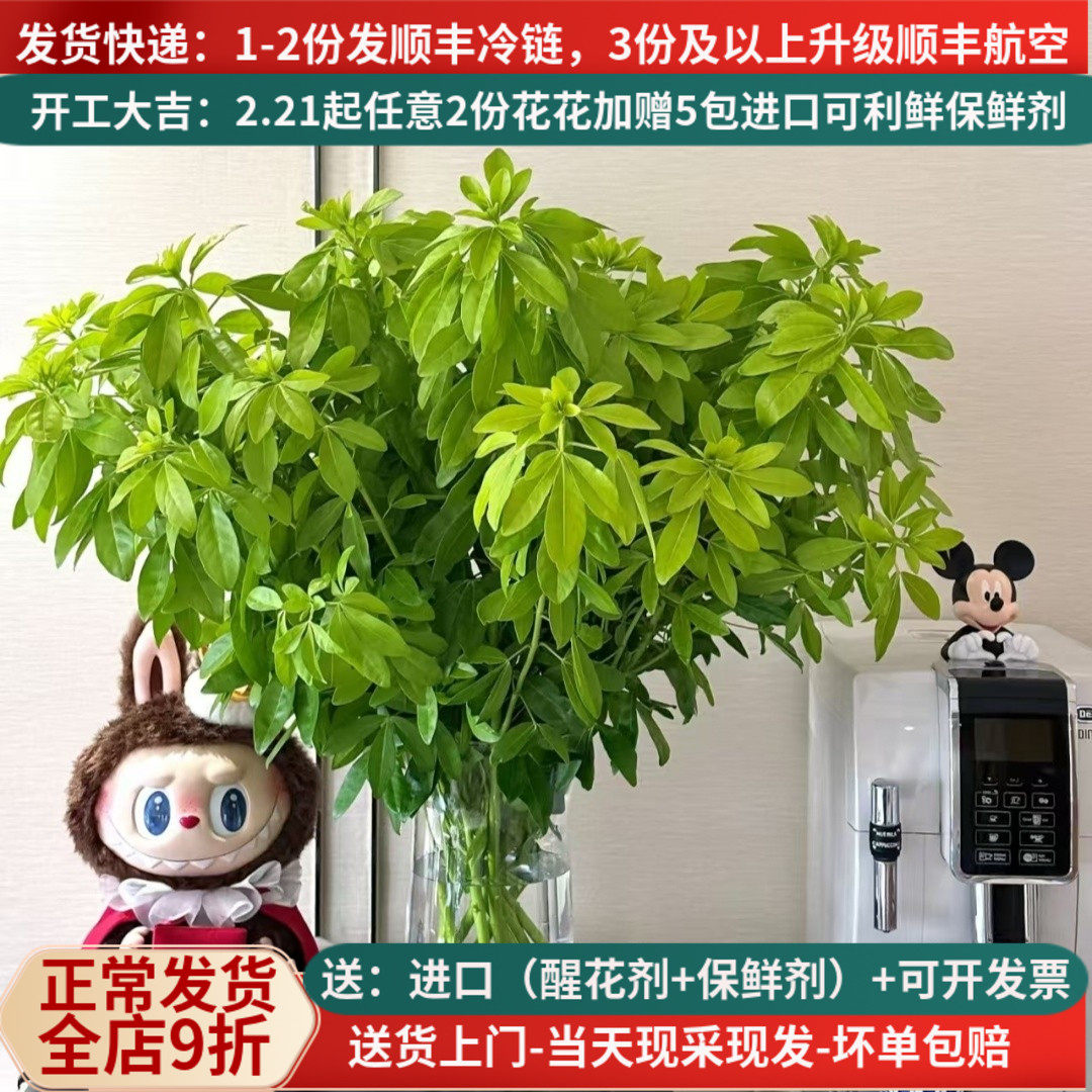 进口墨西哥橘叶有香味花期长