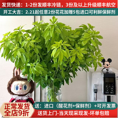 进口墨西哥橘叶有香味花期长