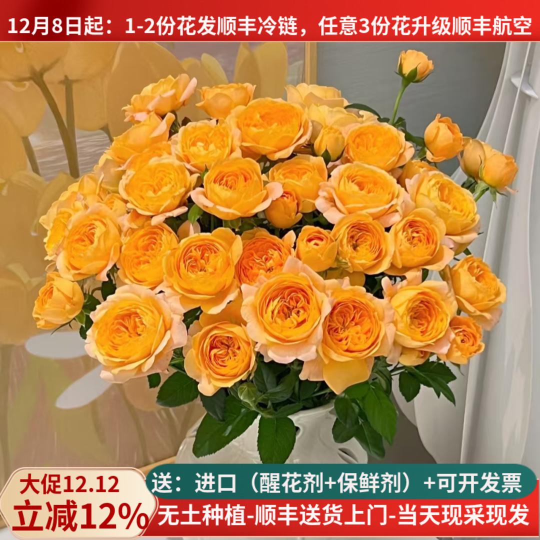 【稀有】多头小玫瑰合集多色