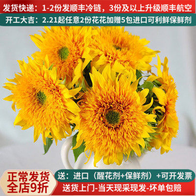 泰迪向日葵鲜花重瓣新鲜云南直发家用真花水养花束昆明斗南市场
