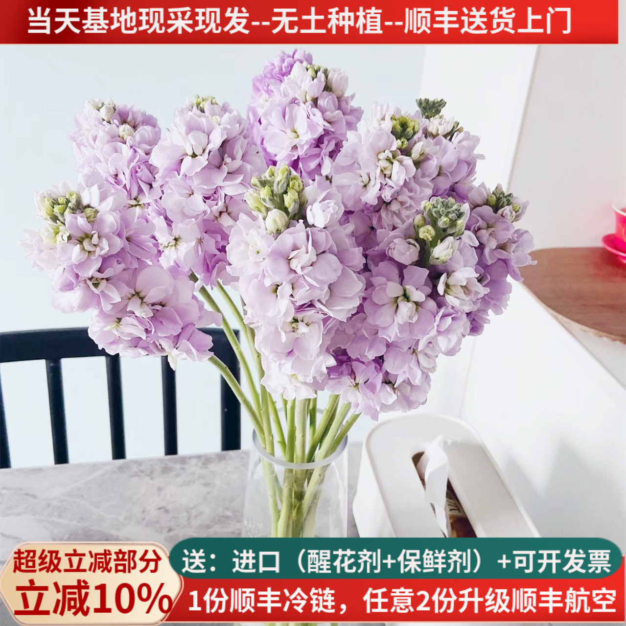 重瓣紫罗兰白粉紫香槟10支顺丰