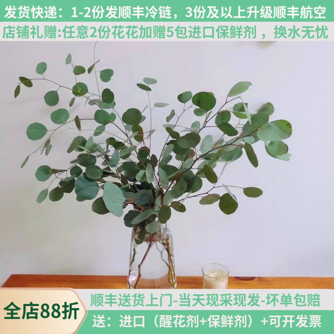 尤加利圆叶苹果叶昆明斗南航空包邮鲜花家用花农基地直发水养插花
