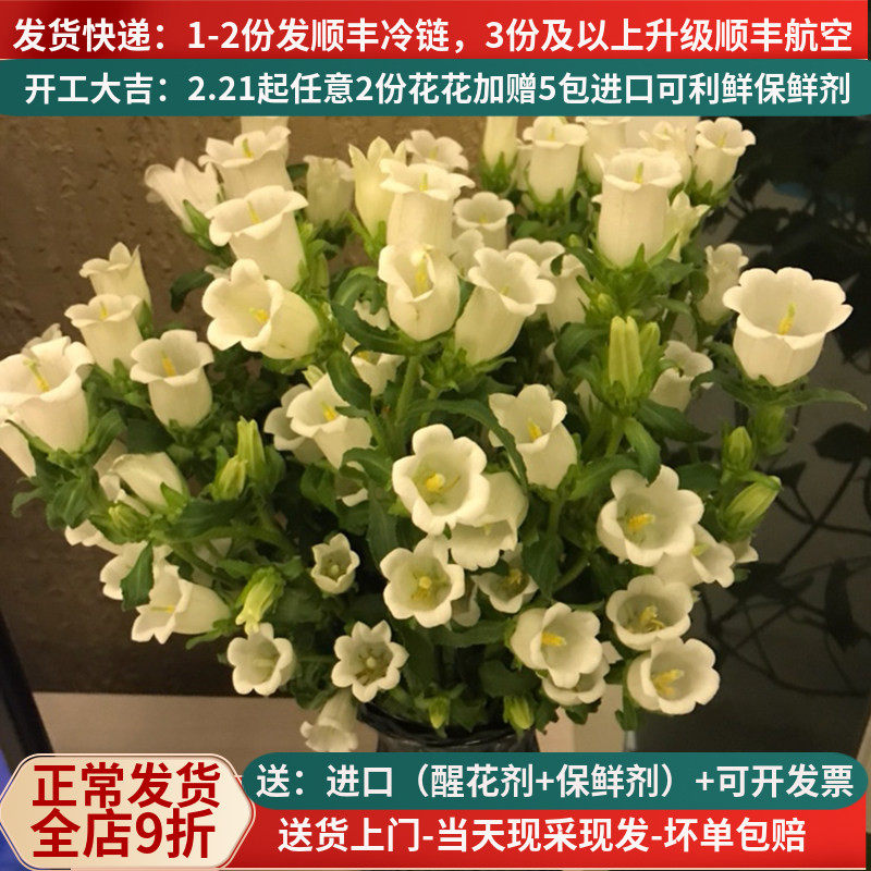 鲜花云南直发风铃草铃铛鲜花速递插花昆明斗南市场水养花束家用