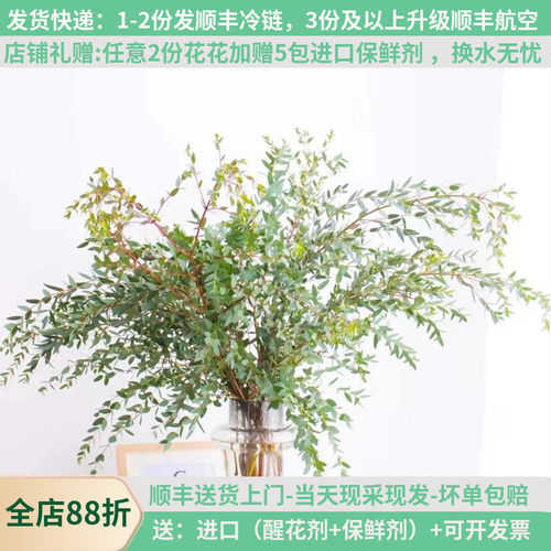 尤加利细叶苹果叶昆明斗南航空