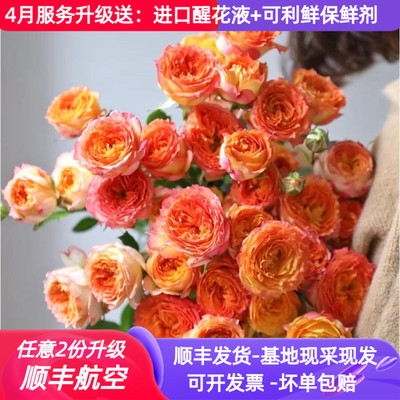 多头玫瑰浪漫爱人鲜花基地直供
