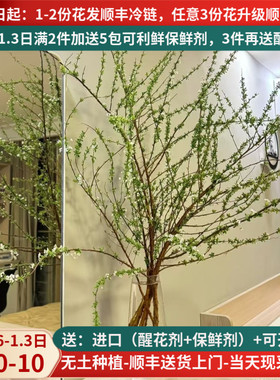 雪柳鲜枝云南鲜花基地直发斗南花卉市场家用插花束真花水养带花苞
