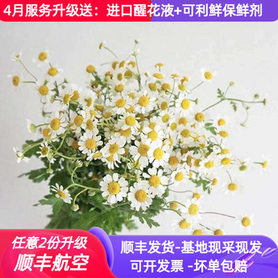 洋甘菊鲜花云南直发小斗南