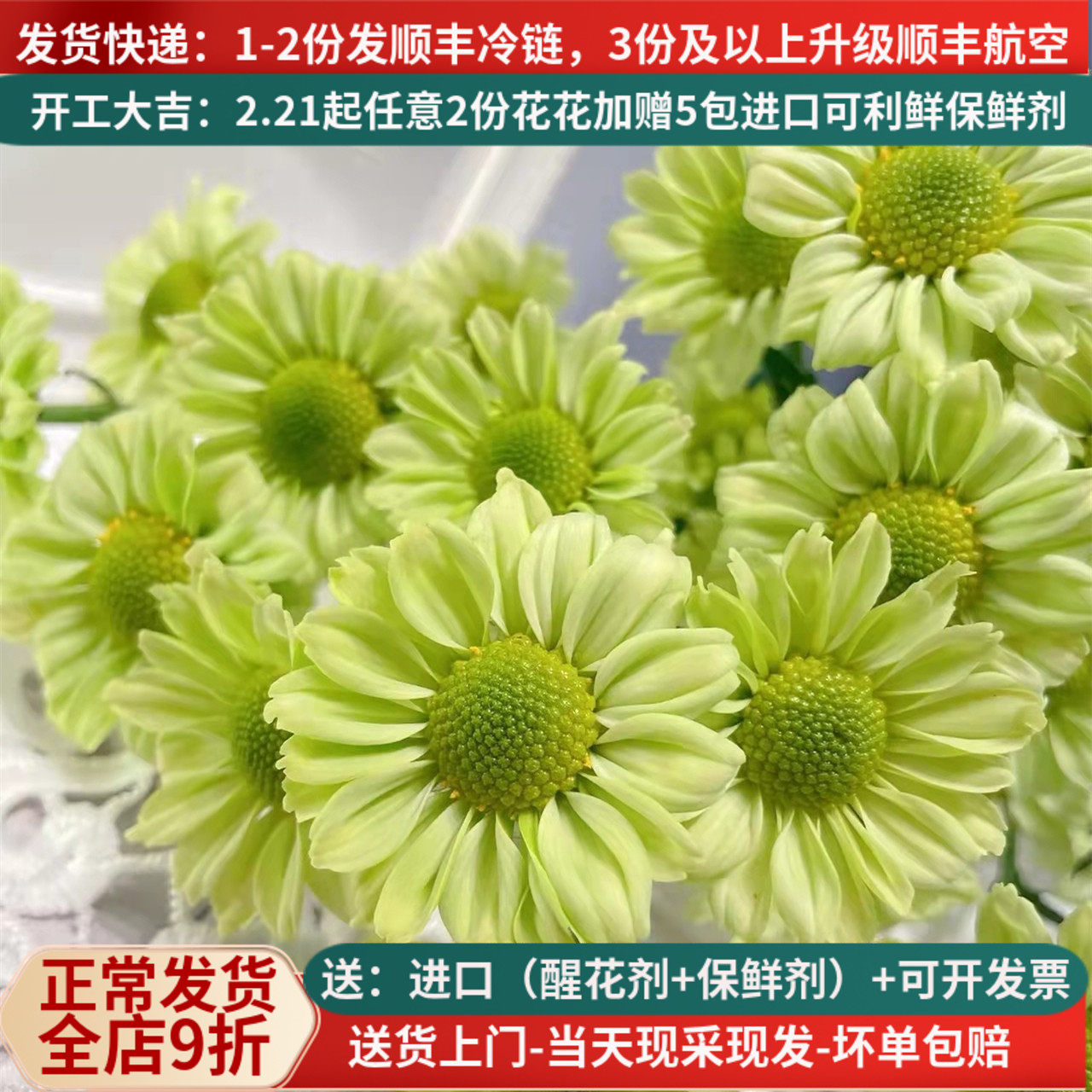 小雏菊鲜花抹茶小邹菊云南昆明斗南基地直发新鲜水养插花花束顺丰