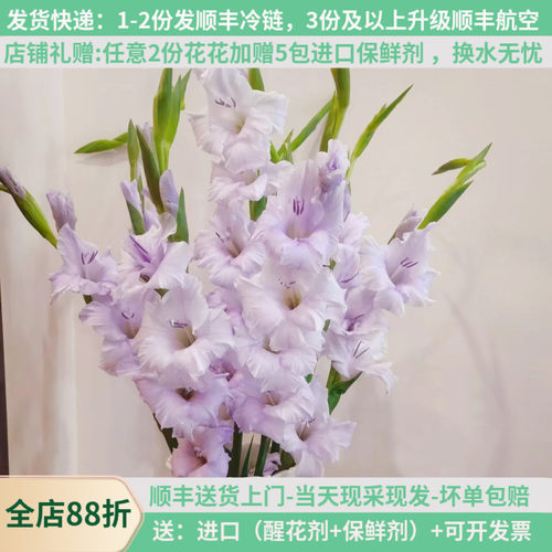 A级剑兰+基地现采现发+多色可选