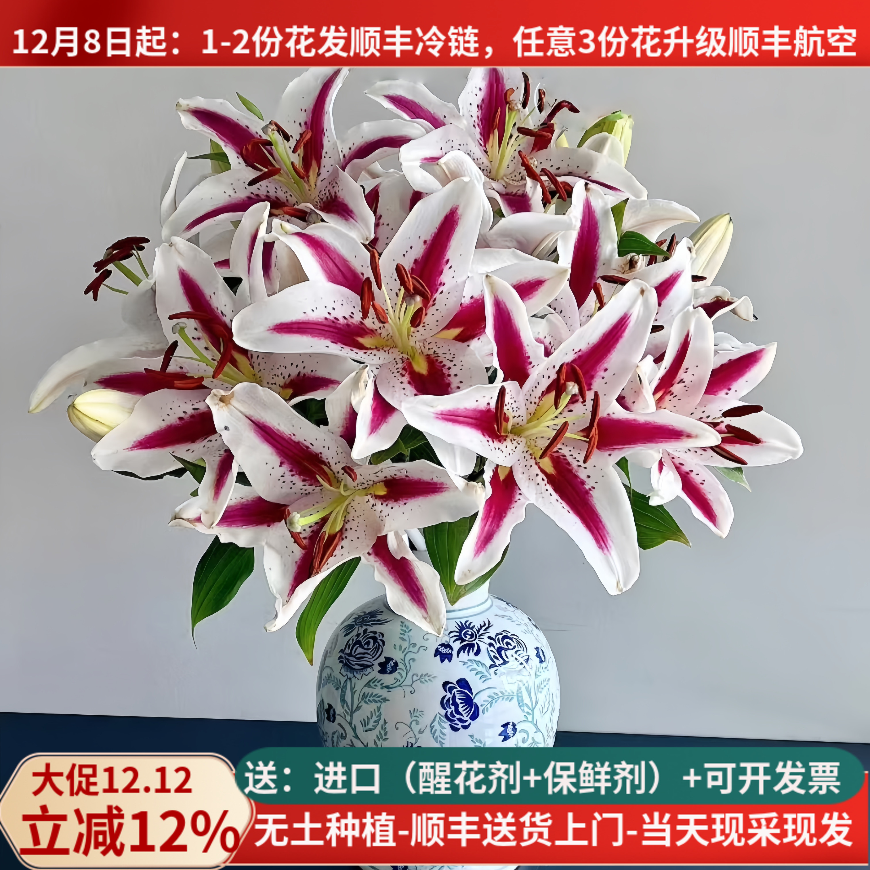 大朵香水百合-多色可选-基地直发