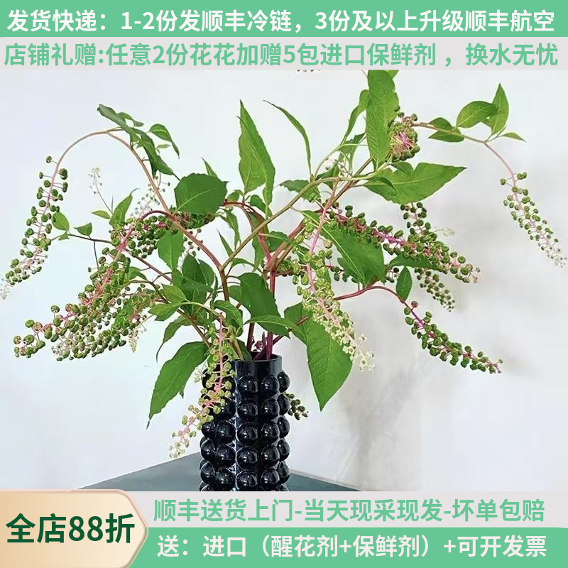 中药材鲜花商陆基地现采现发顺丰