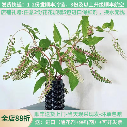 中药材鲜花商陆基地现采现发顺丰