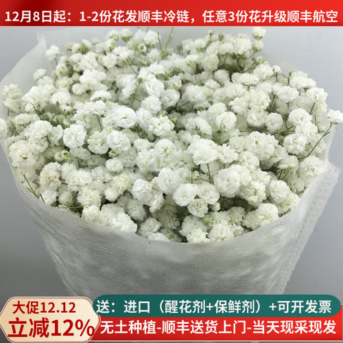 新鲜满天星鲜花教师节花束顺丰