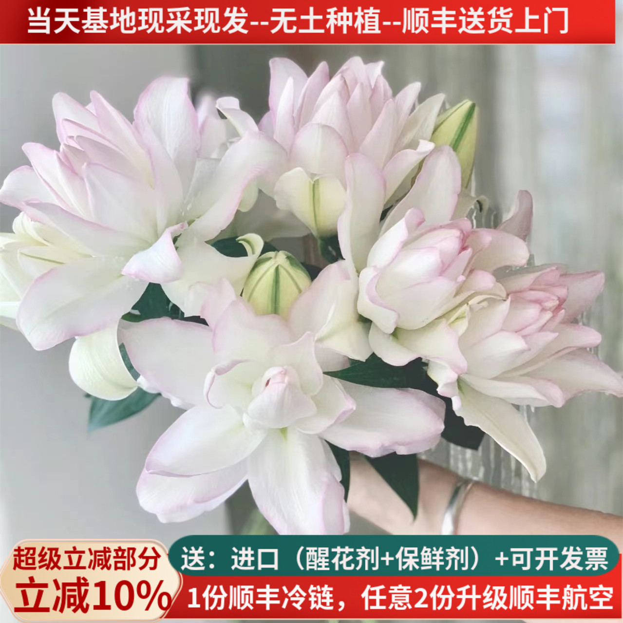 稀有重瓣百合冰美人基地直发顺丰