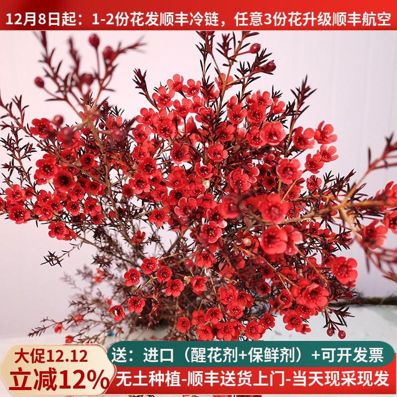 A级澳洲腊梅年宵花顺丰基地直发