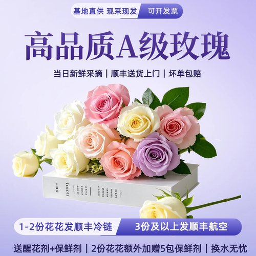 【梦金鹏高端品质】A级玫瑰多色