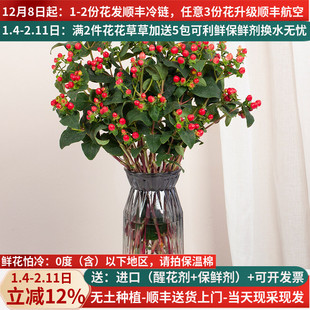 红豆花束红相思豆鲜花云南直发直批家用新年基地斗南花市花卉市场